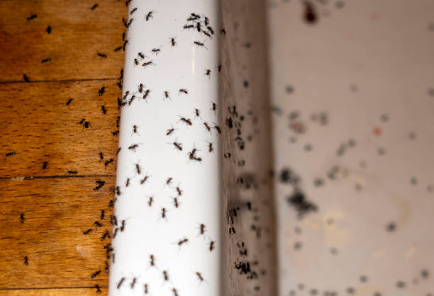 Flea Control Services in Gladstone, MO